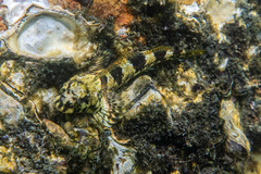 Lepidoblennius haplodactylus