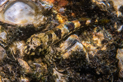 Lepidoblennius haplodactylus