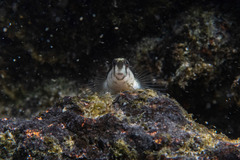 Omobranchus rotundiceps