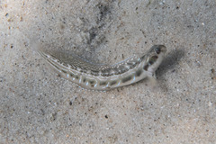 Omobranchus rotundiceps