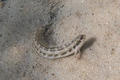 Omobranchus rotundiceps