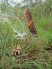 Argiope magnifica