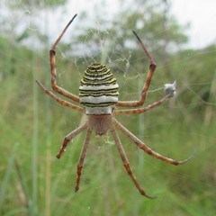 Argiope magnifica