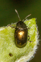 Phratora vitellinae