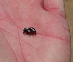 Polystalactica perroudi