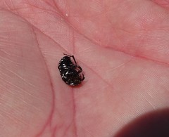 Polystalactica perroudi