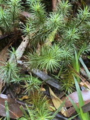 Dawsonia superba