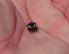 Polystalactica perroudi