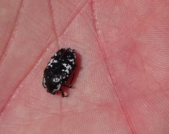 Polystalactica perroudi