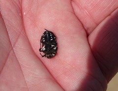 Polystalactica perroudi