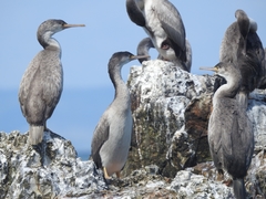 Spotted Shag photo 5