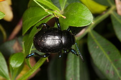 Timarcha sardea
