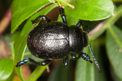 Timarcha sardea