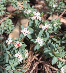 Pimelea prostrata prostrata