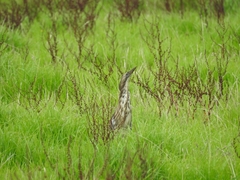 Botaurus poiciloptilus