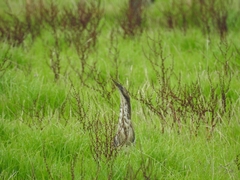 Botaurus poiciloptilus