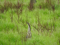 Botaurus poiciloptilus