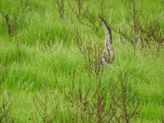 Botaurus poiciloptilus