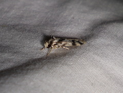 Barea confusella