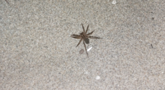 Trabea paradoxa