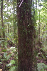 Hymenophyllum inaequale