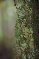 Hymenophyllum inaequale