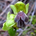 Ophrys vasconica - Photo (c) emilio2020, algunos derechos reservados (CC BY-NC), subido por emilio2020