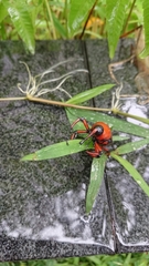 Cyrtotrachelus thompsoni