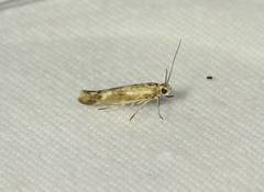 Scythris