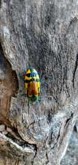 Conognatha