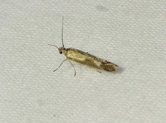Scythris