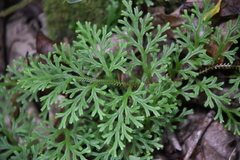 Selaginella sinuosa