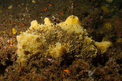 Halichondria sitiens