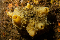 Halichondria sitiens