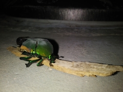 Scarabaeoidea