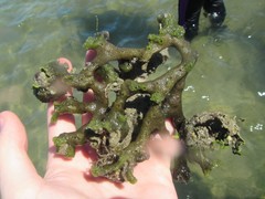 Haliclona cymaeformis