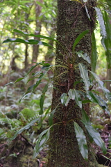 Elaphoglossum aubertii