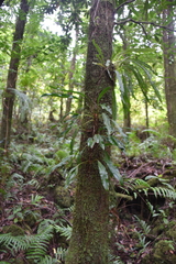 Elaphoglossum aubertii