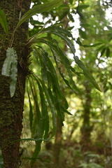 Elaphoglossum aubertii