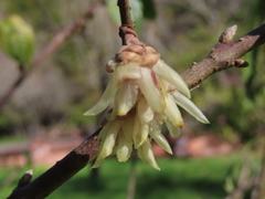 Chimonanthus