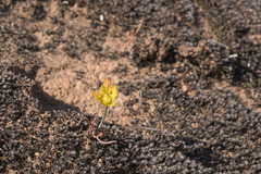 Ornithogalum rupestre