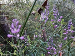 Comesperma esulifolium