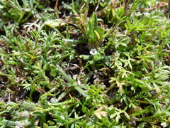 Plagiobothrys humilis