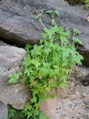Bowlesia sodiroana