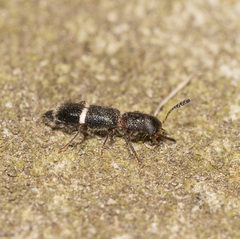 Paratillus