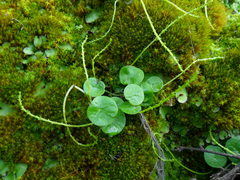 Peperomia peruviana
