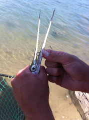 California Needlefish photo 5