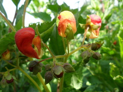 Calceolaria pisacomensis