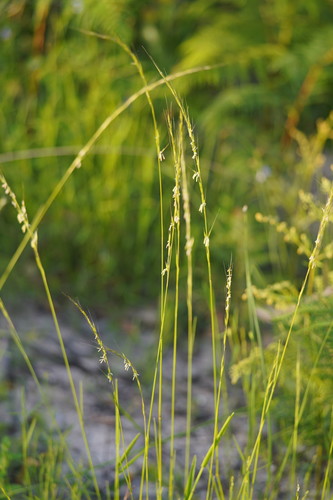 Microlaena stipoides