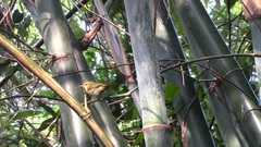 Phylloscopus goodsoni